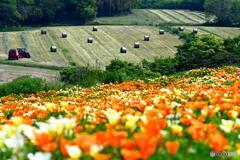 ポピーと牧草ロール