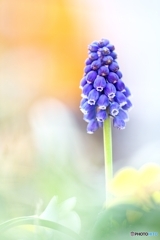 庭に咲く 庭に咲く