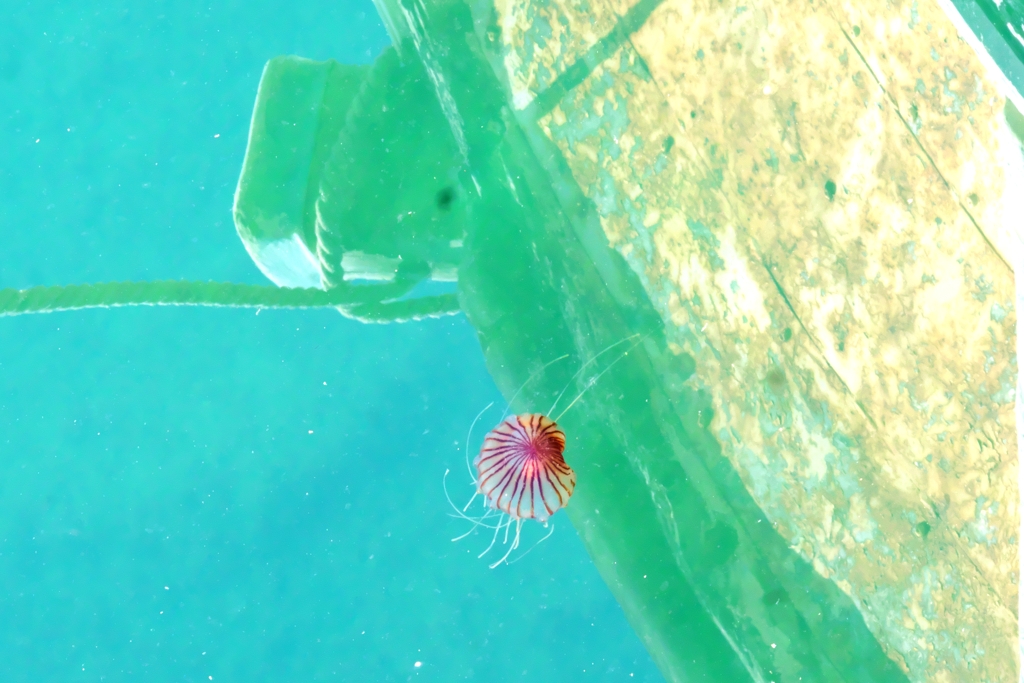 クラゲ