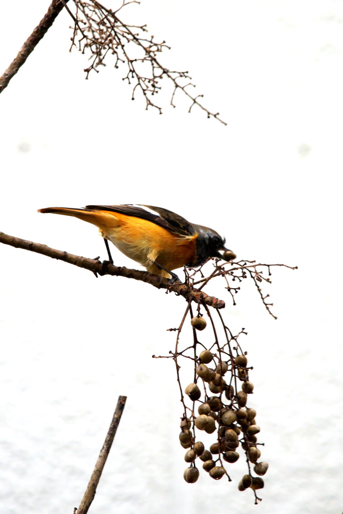 リビングより１