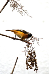 リビングより１