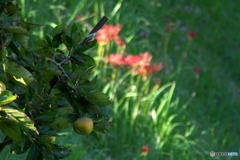 彼岸花2 彼岸花2