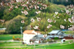桜の花の向こうに 桜の花の向こうに