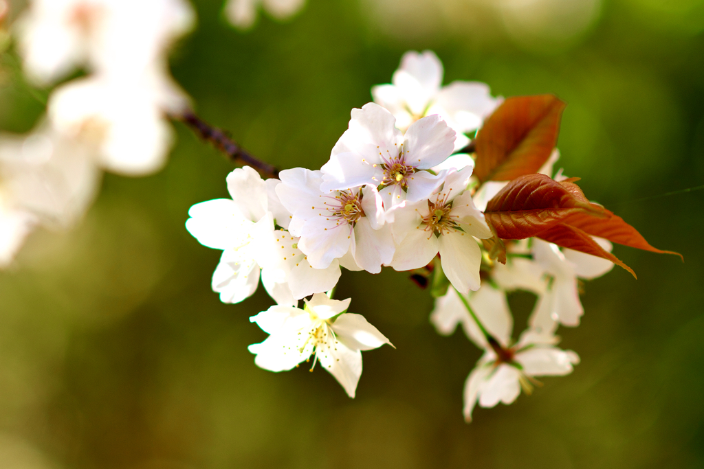 山桜