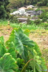 山に生きる 山に生きる