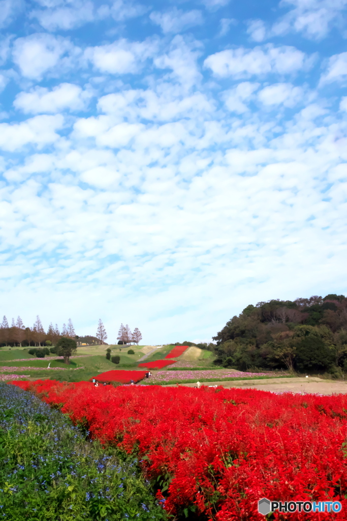 赤いじゅうたんと