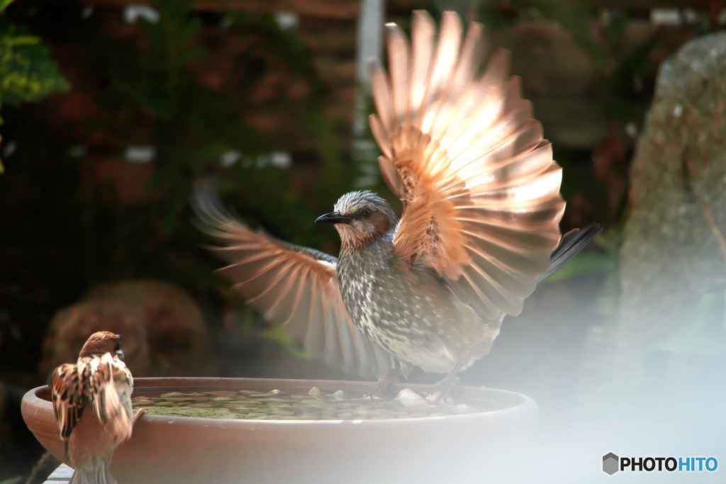 スズメもびっくり
