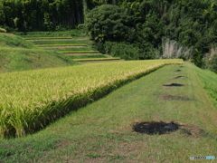 野焼きの跡