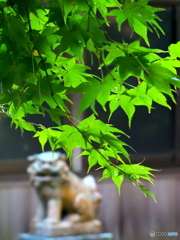 青い紅葉 青い紅葉