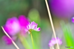 れんげそう1 れんげそう1