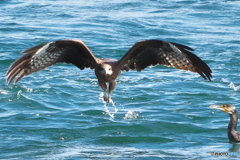 捕まえた 捕まえた