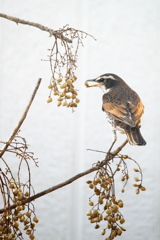 リビングより リビングより