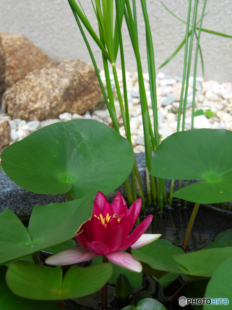 庭の池に