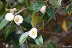 メジロ2 メジロ2