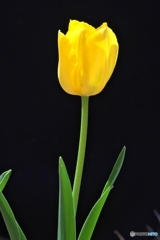 咲きました 咲きました