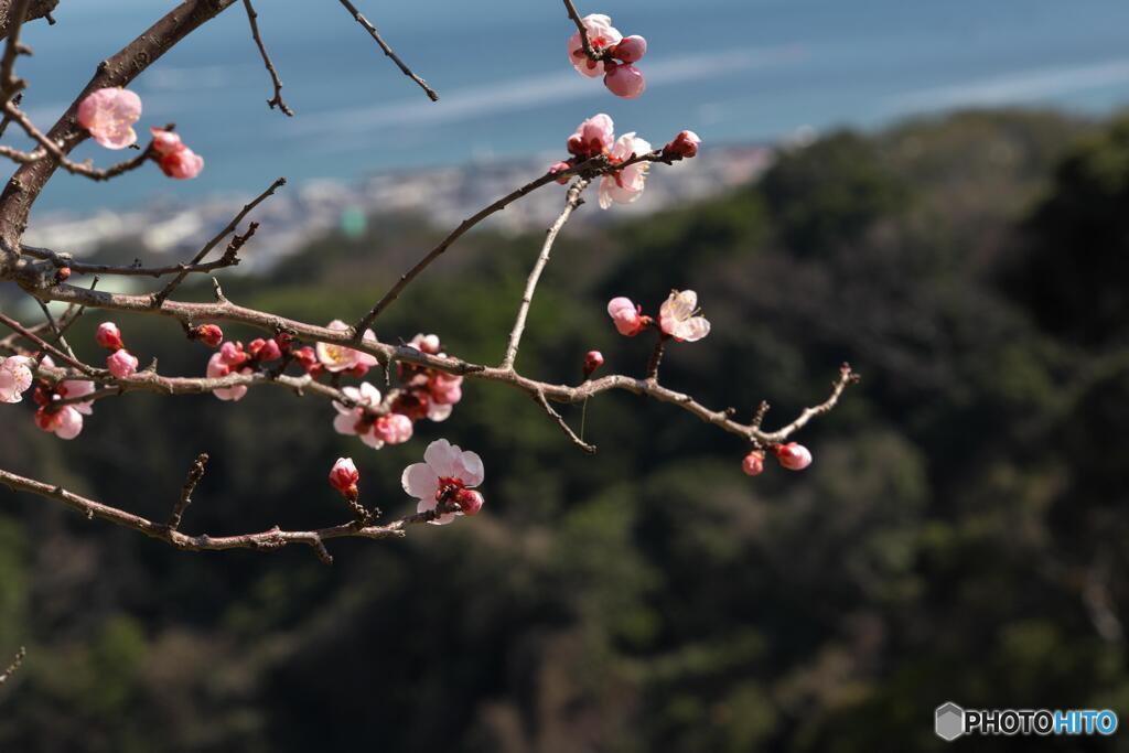 早春