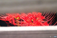 彼岸花 塀の向こうも秋 彼岸花 塀の向こうも秋