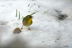 雪の朝 雪の朝