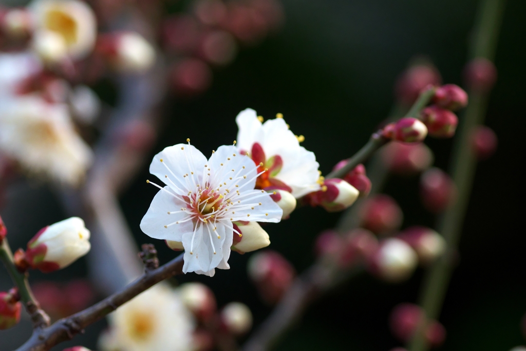 白梅咲く