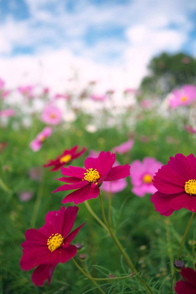 コスモス
