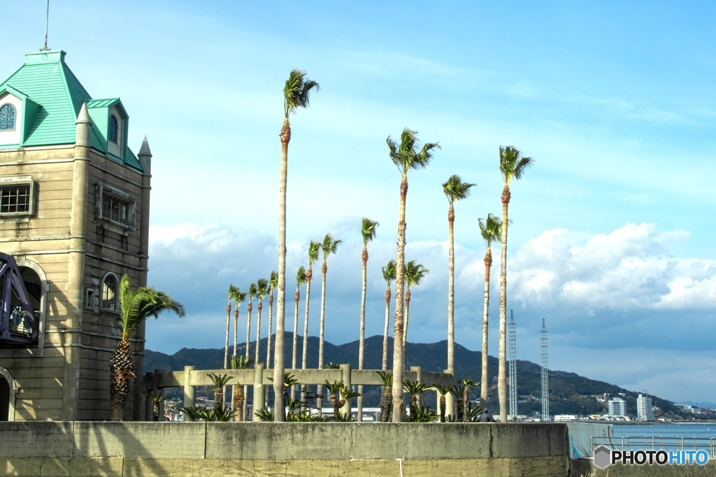 ヤシの見える風景