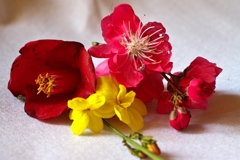 庭に咲く 庭に咲く