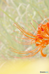 曼殊沙華 曼殊沙華