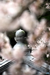 桜 桜