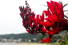 赤い花 赤い花