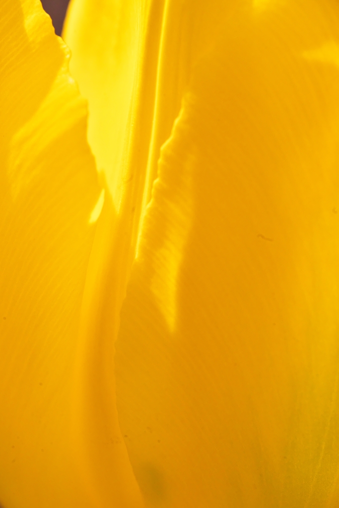 黄色いチュウリップ