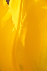 黄色いチュウリップ 黄色いチュウリップ