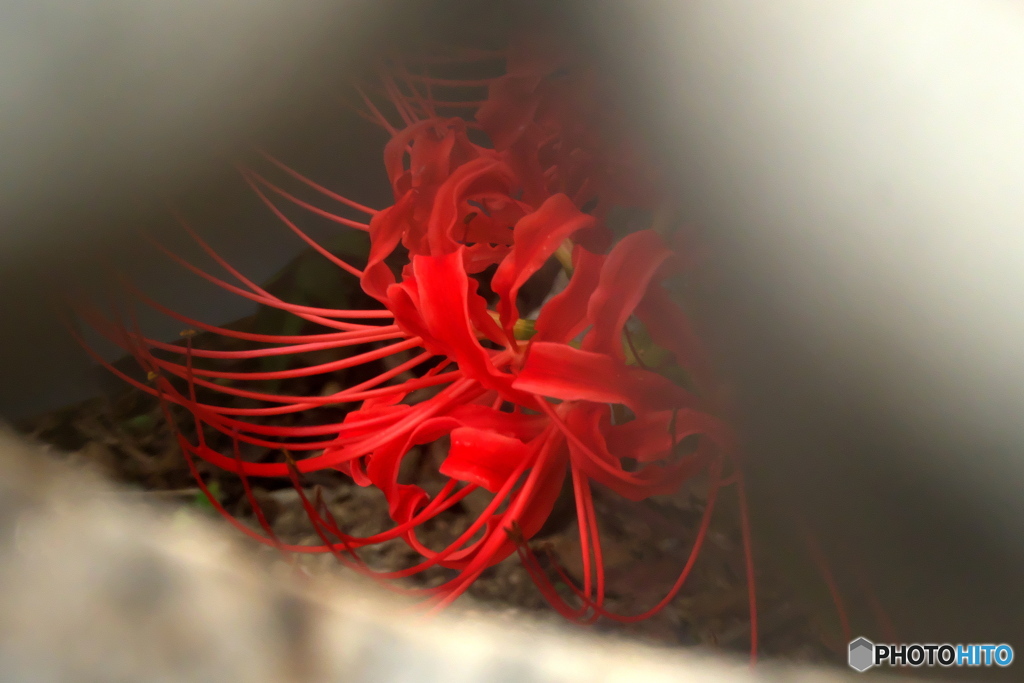 彼岸花　火袋から