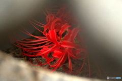 彼岸花 火袋から 彼岸花 火袋から