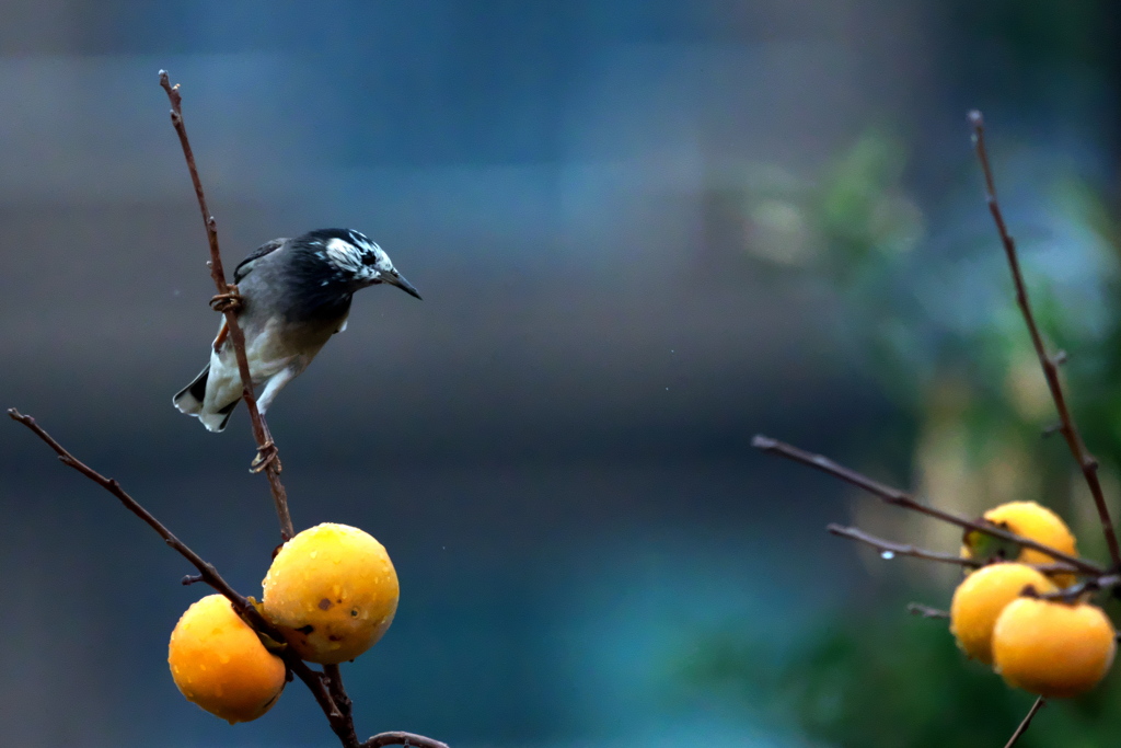 向こうがうまいか