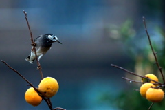 向こうがうまいか 向こうがうまいか