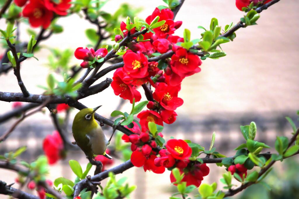 どれにしようかな