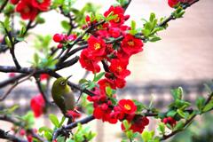 どれにしようかな どれにしようかな