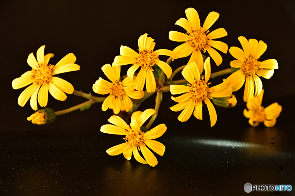 冬の花
