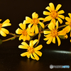 冬の花