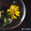 鉢の中の冬の花