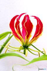 赤い花1 赤い花1