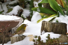 雪の朝 雪の朝