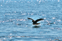 光る海