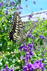 庭に来た 庭に来た