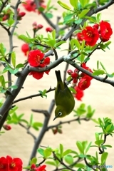 ボケの花に ボケの花に