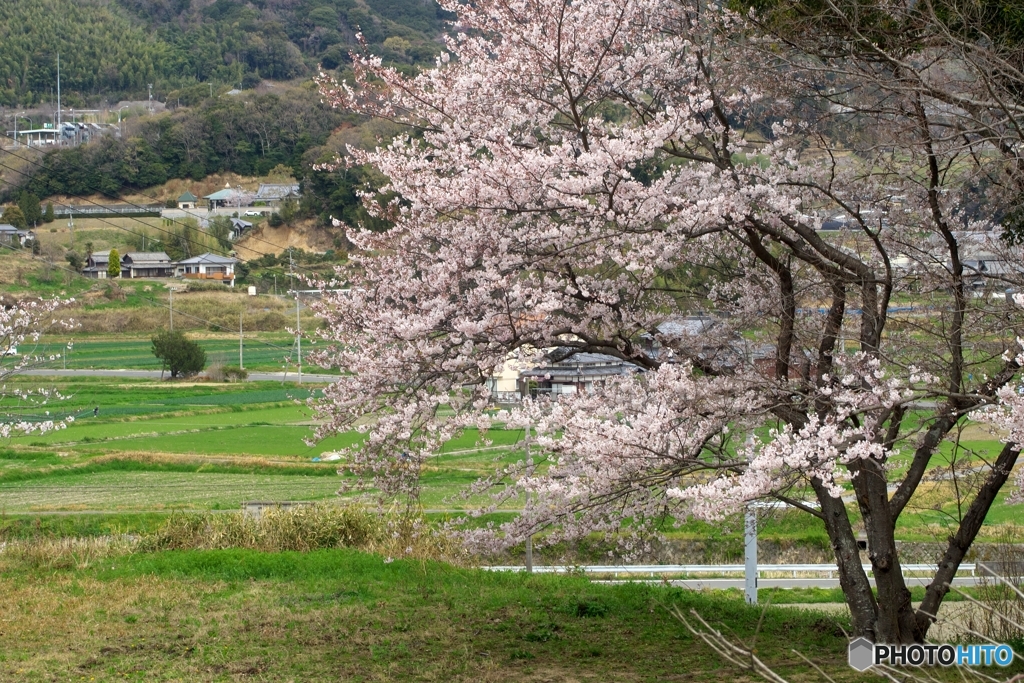 里の春