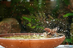 スズメの行水 スズメの行水