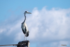 てっぺんに てっぺんに