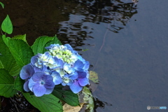 水辺に咲く