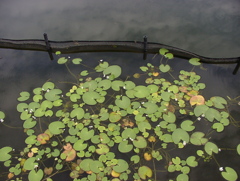 Water plant